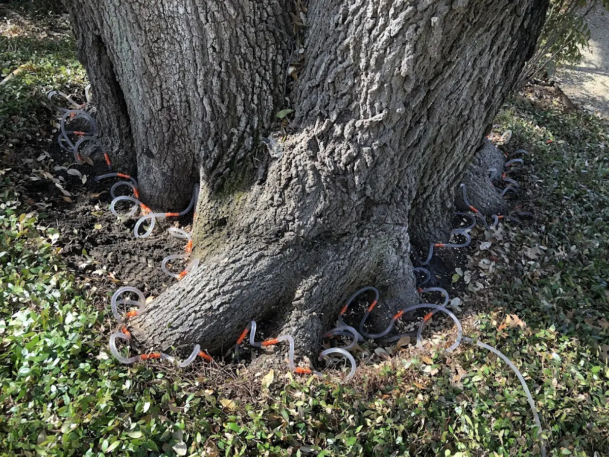 Detailed Tree Cabling and Bracing job site in Annandale On Hudson